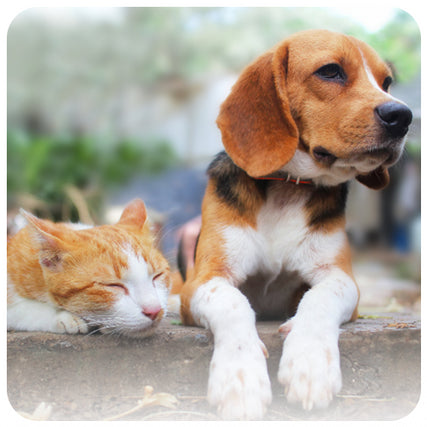 Pet Food & Suppliesbeagle laying down with cat