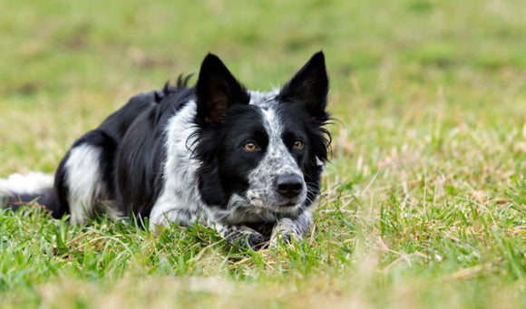 Essential Nutrition for Working Farm Dogs