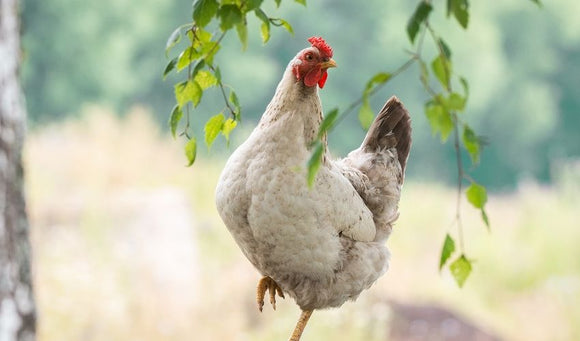 Keeping Chickens Cool: Help Your Chickens Beat the Heat