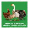 Blue Seal Home Fresh Multi-Flock Starter/Grower Pellets