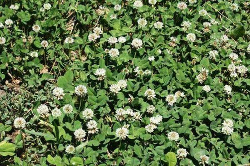 Hancock Seed White Dutch Clover Seed