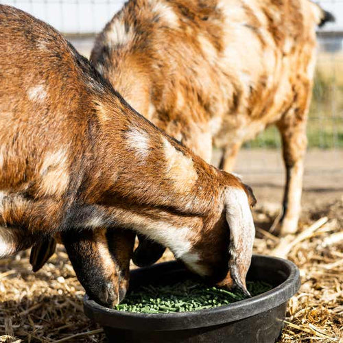 Standlee Grazlee Alfalfa Power Pellets
