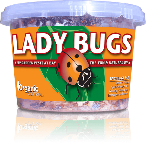 Organic Control Ladybugs